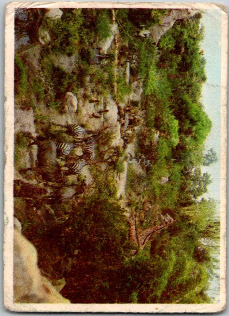 1965 Disneyland Blue Backs #20 Disneyland African Veldt V44194