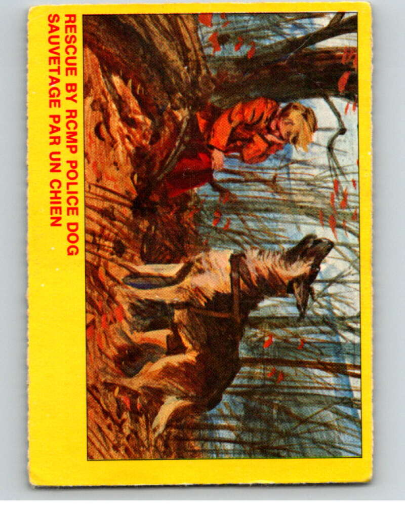1973 Canadian Mounted Police Centennial #8 Rescue by RCMP Police Dog V74278 Image 1