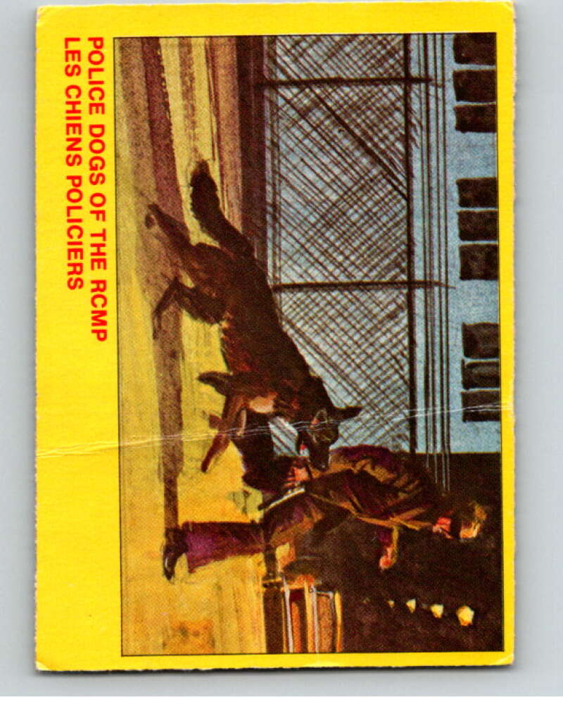 1973 Canadian Mounted Police Centennial #37 Police Dogs of the RCMP V74311 Image 1