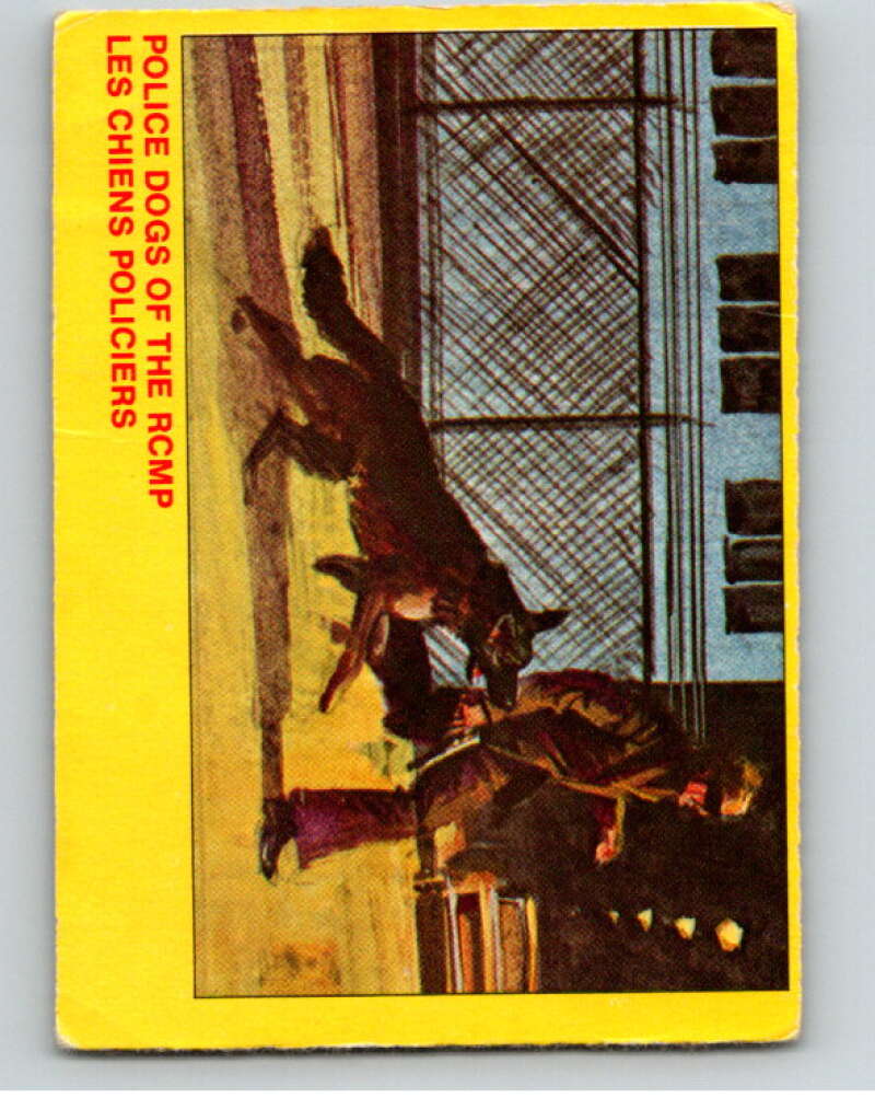 1973 Canadian Mounted Police Centennial #37 Police Dogs of the RCMP V74312 Image 1