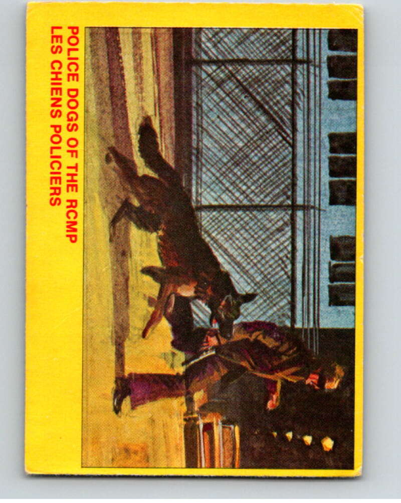 1973 Canadian Mounted Police Centennial #37 Police Dogs of the RCMP V74313 Image 1
