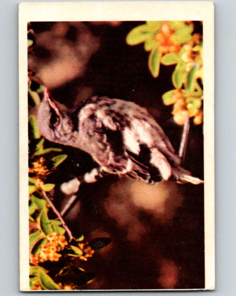 1950 Colorgraphic Birds #1 Mockingbird V78509 Image 1