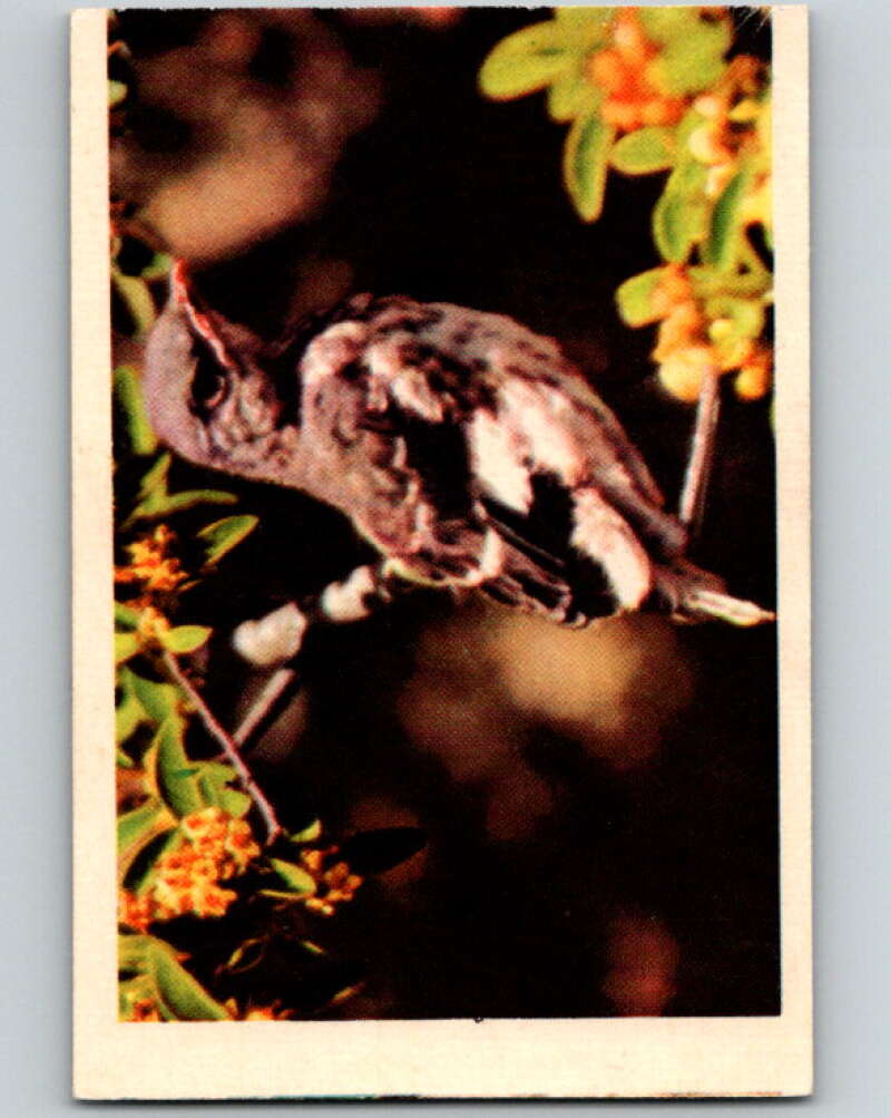 1950 Colorgraphic Birds #1 Mockingbird V78510 Image 1