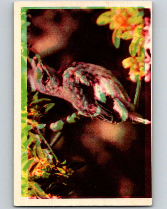 1950 Colorgraphic Birds #1 Mockingbird  V78511 Image 1