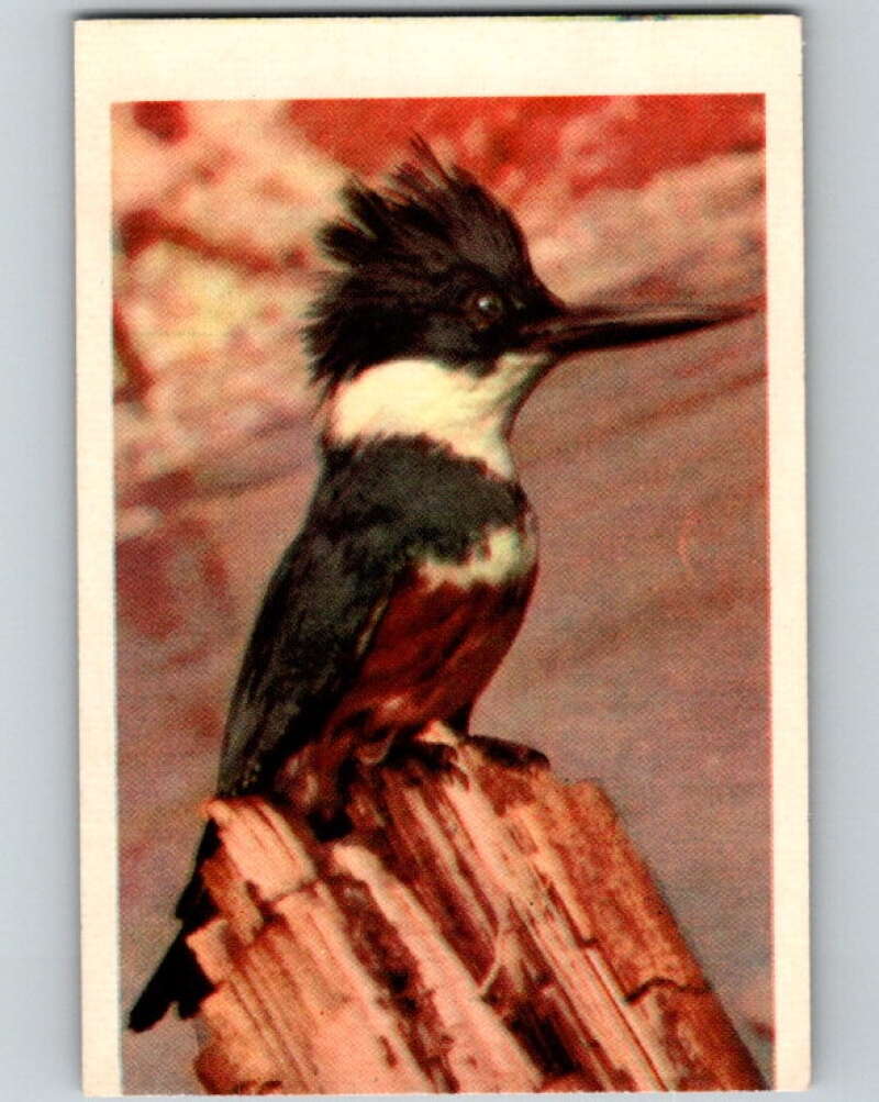 1950 Colorgraphic Birds #2 Belted Kingfisher V78512 Image 1