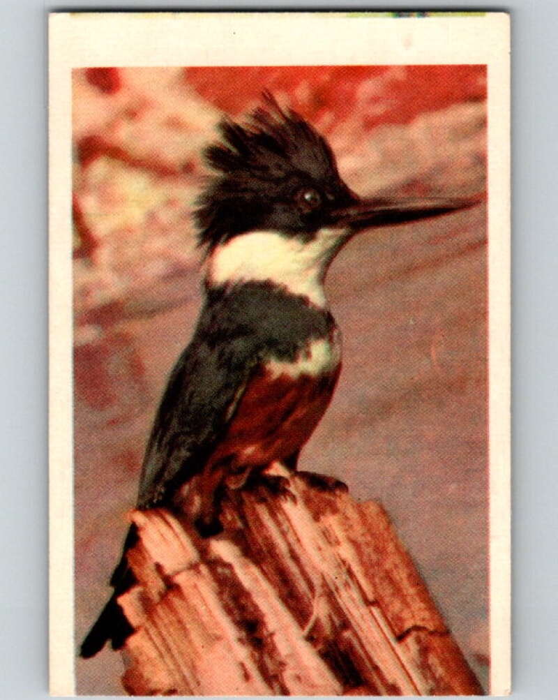 1950 Colorgraphic Birds #2 Belted Kingfisher V78513 Image 1