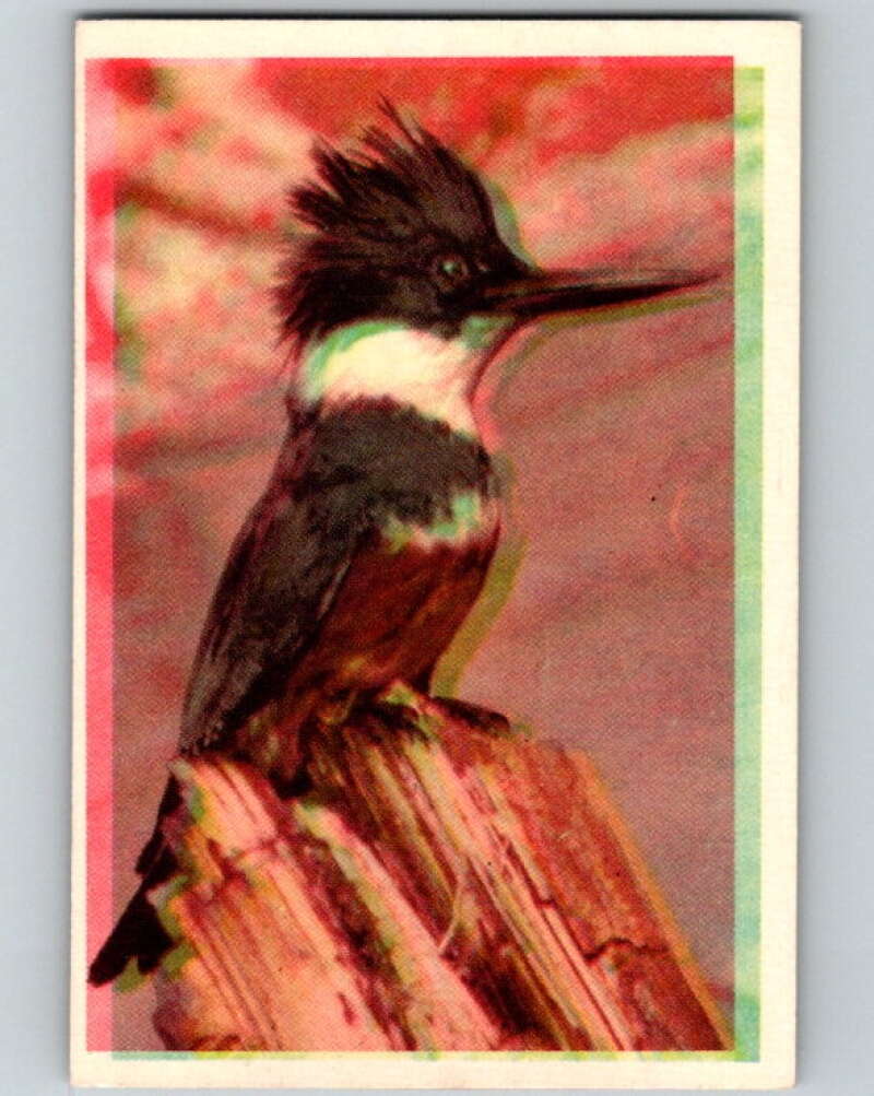 1950 Colorgraphic Birds #2 Belted Kingfisher V78514 Image 1