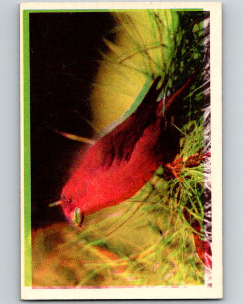 1950 Colorgraphic Birds #3 Sierra Red Crossbill V78515 Image 1