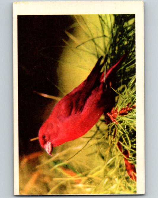 1950 Colorgraphic Birds #3 Sierra Red Crossbill  V78516 Image 1