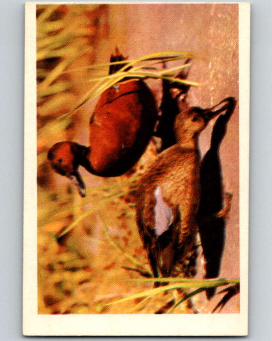1950 Colorgraphic Birds #4 Cinnamon Teal  V78517 Image 1