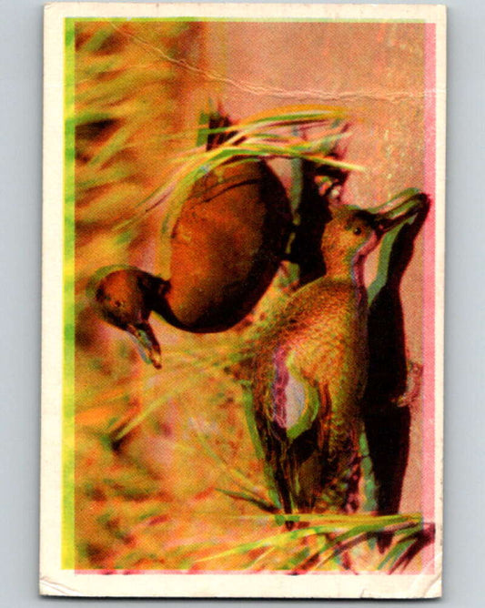 1950 Colorgraphic Birds #4 Cinnamon Teal  V78518 Image 1