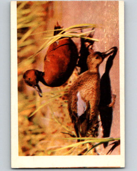 1950 Colorgraphic Birds #4 Cinnamon Teal  V78519 Image 1