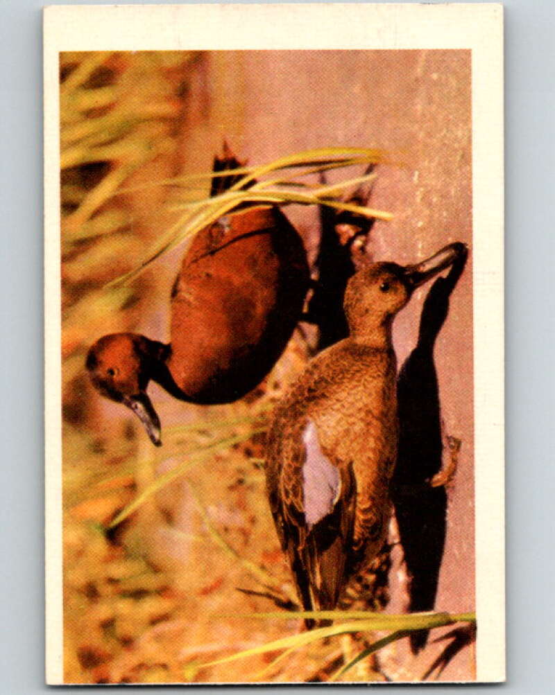 1950 Colorgraphic Birds #4 Cinnamon Teal V78520 Image 1