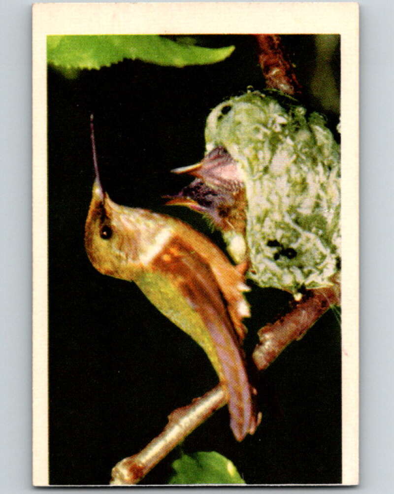 1950 Colorgraphic Birds #5 Costa Hummingbird V78521 Image 1