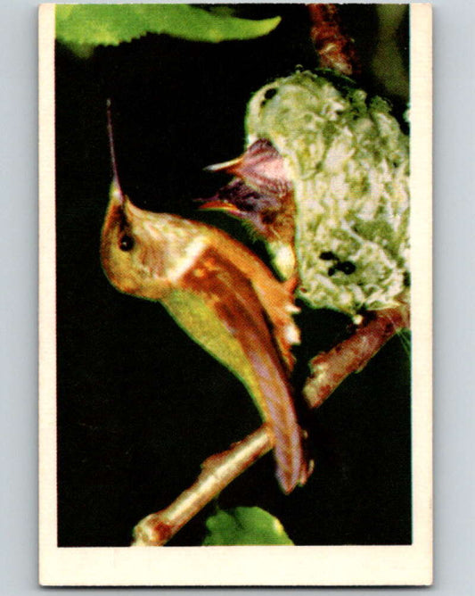 1950 Colorgraphic Birds #5 Costa Hummingbird  V78522 Image 1