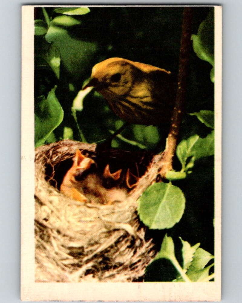1950 Colorgraphic Birds #6 Yellow Warbler V78524 Image 1