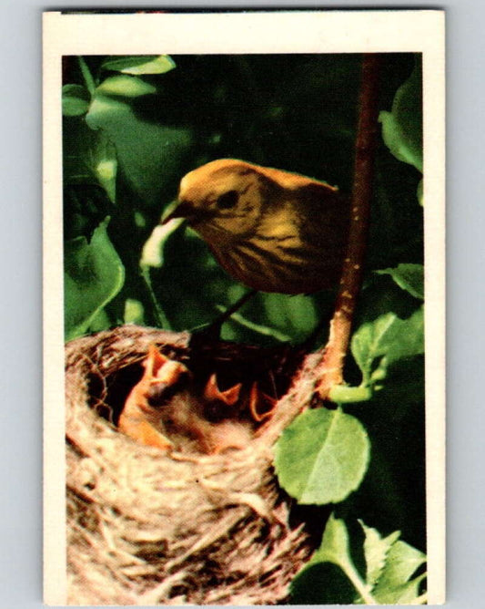 1950 Colorgraphic Birds #6 Yellow Warbler  V78525 Image 1