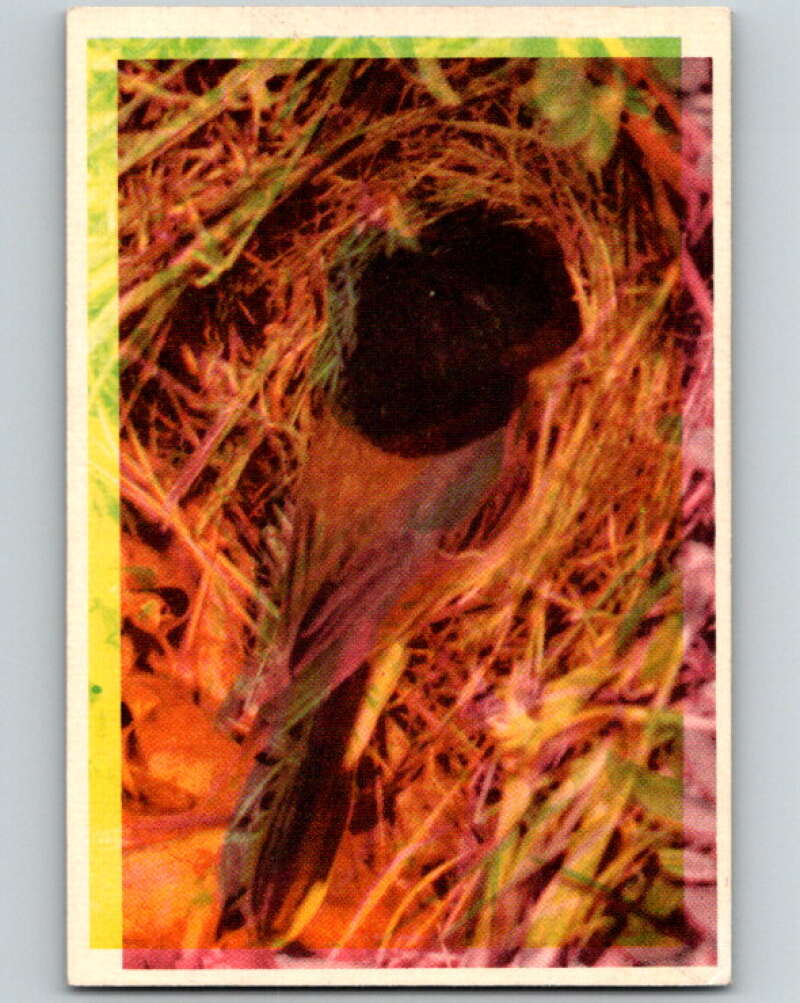 1950 Colorgraphic Birds #7 Oregon Junco V78526 Image 1