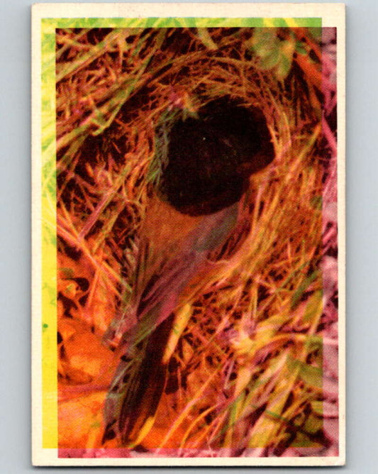 1950 Colorgraphic Birds #7 Oregon Junco  V78526 Image 1