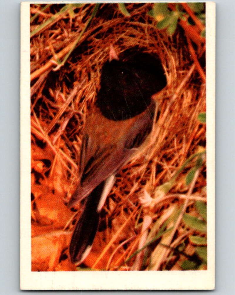 1950 Colorgraphic Birds #7 Oregon Junco V78527 Image 1