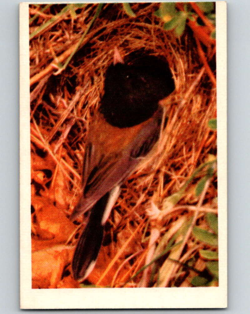 1950 Colorgraphic Birds #7 Oregon Junco V78528 Image 1
