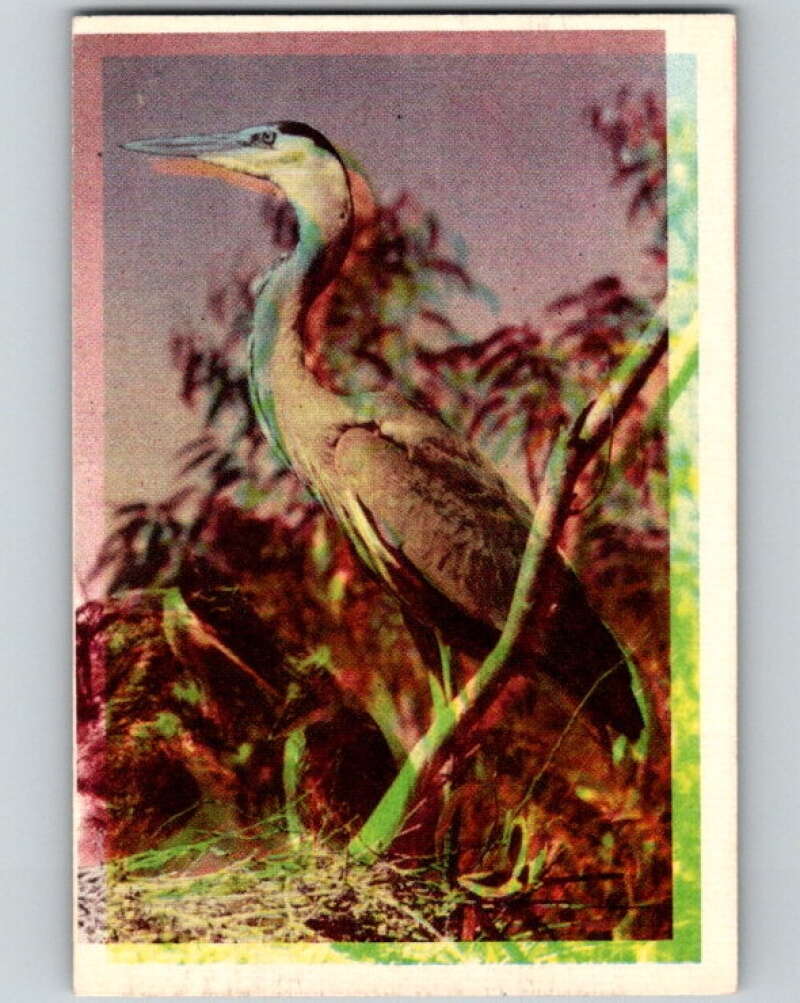 1950 Colorgraphic Birds #8 Great Blue Heron V78529 Image 1