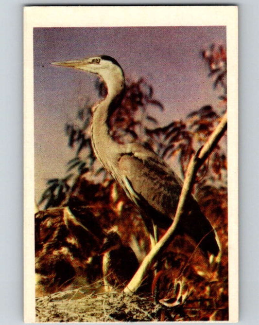 1950 Colorgraphic Birds #8 Great Blue Heron  V78530 Image 1