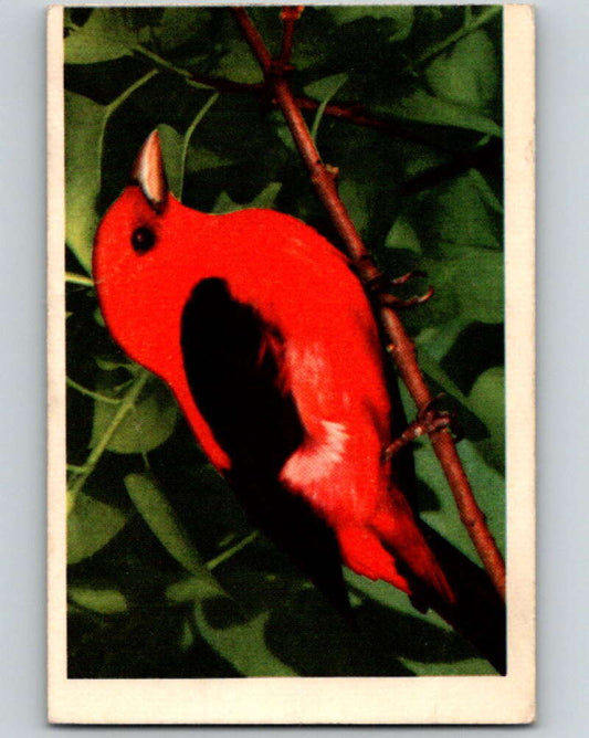 1950 Colorgraphic Birds #9 Scarlet Tanager  V78531 Image 1