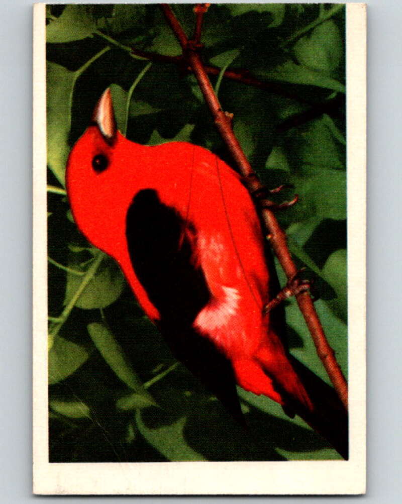 1950 Colorgraphic Birds #9 Scarlet Tanager V78532 Image 1