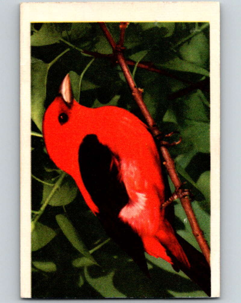 1950 Colorgraphic Birds #9 Scarlet Tanager V78533 Image 1