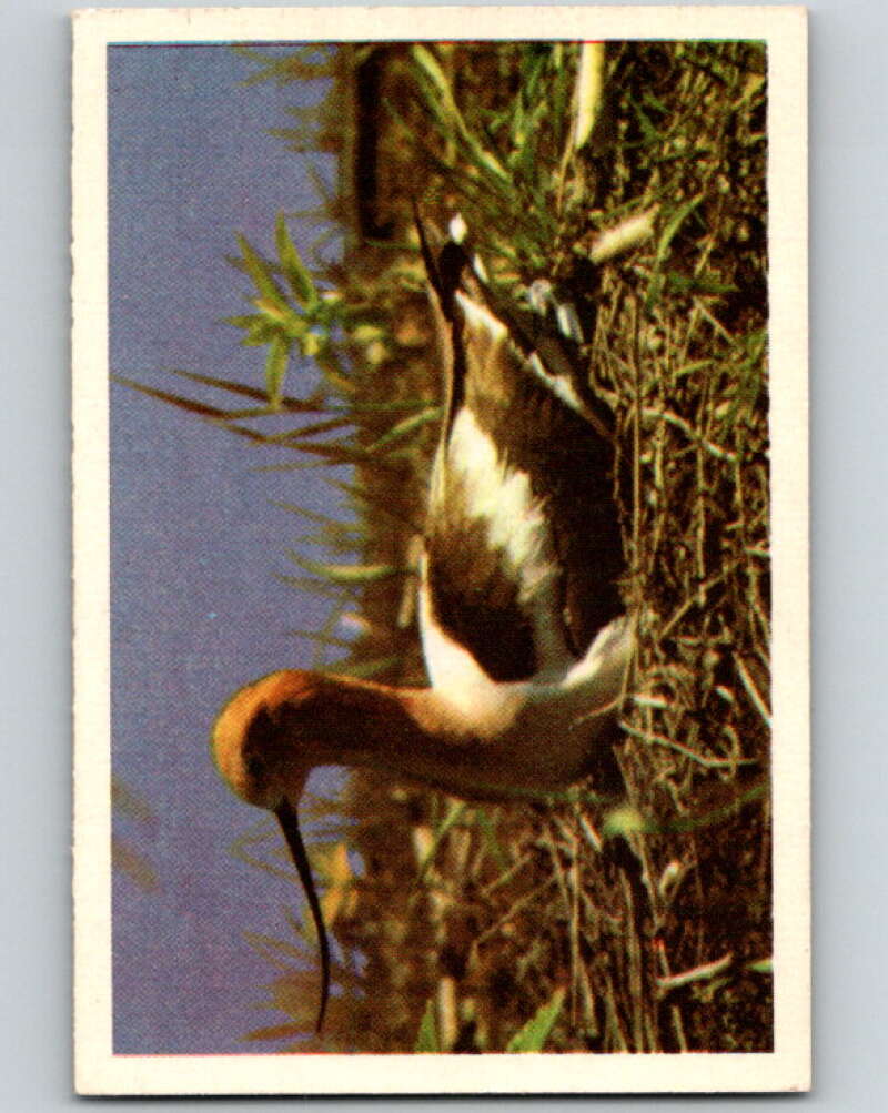 1950 Colorgraphic Birds #10 Avocet V78534 Image 1