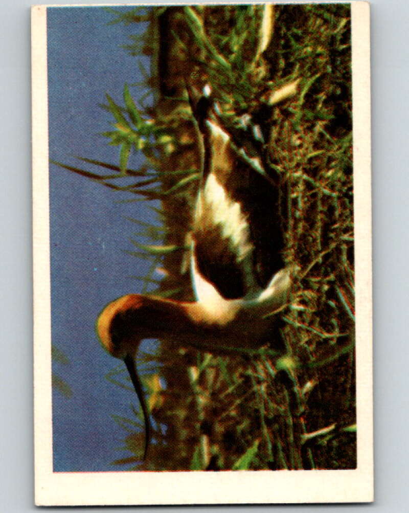 1950 Colorgraphic Birds #10 Avocet V78535 Image 1