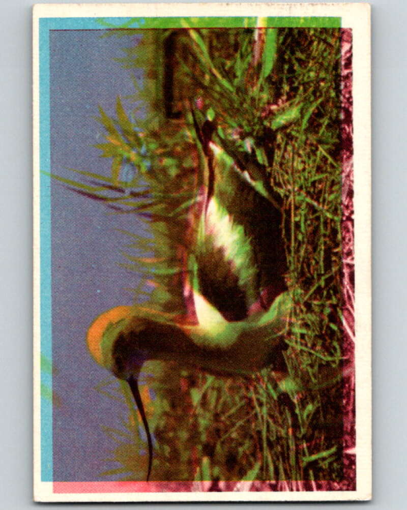1950 Colorgraphic Birds #10 Avocet V78536 Image 1