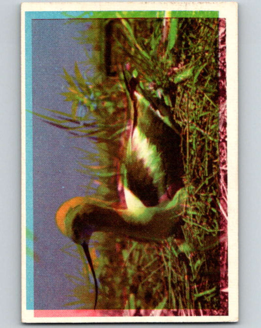 1950 Colorgraphic Birds #10 Avocet  V78536 Image 1