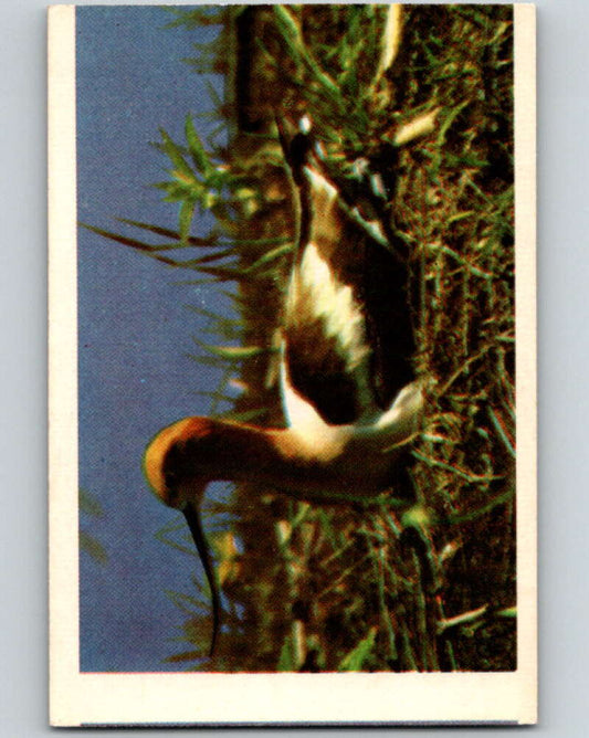 1950 Colorgraphic Birds #10 Avocet  V78537 Image 1