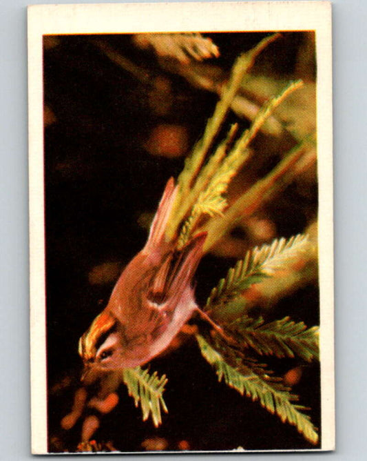 1950 Colorgraphic Birds #11 Golden-Crowned Kinglet  V78538 Image 1