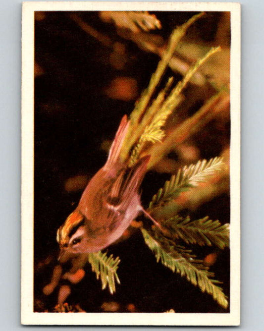 1950 Colorgraphic Birds #11 Golden-Crowned Kinglet  V78539 Image 1