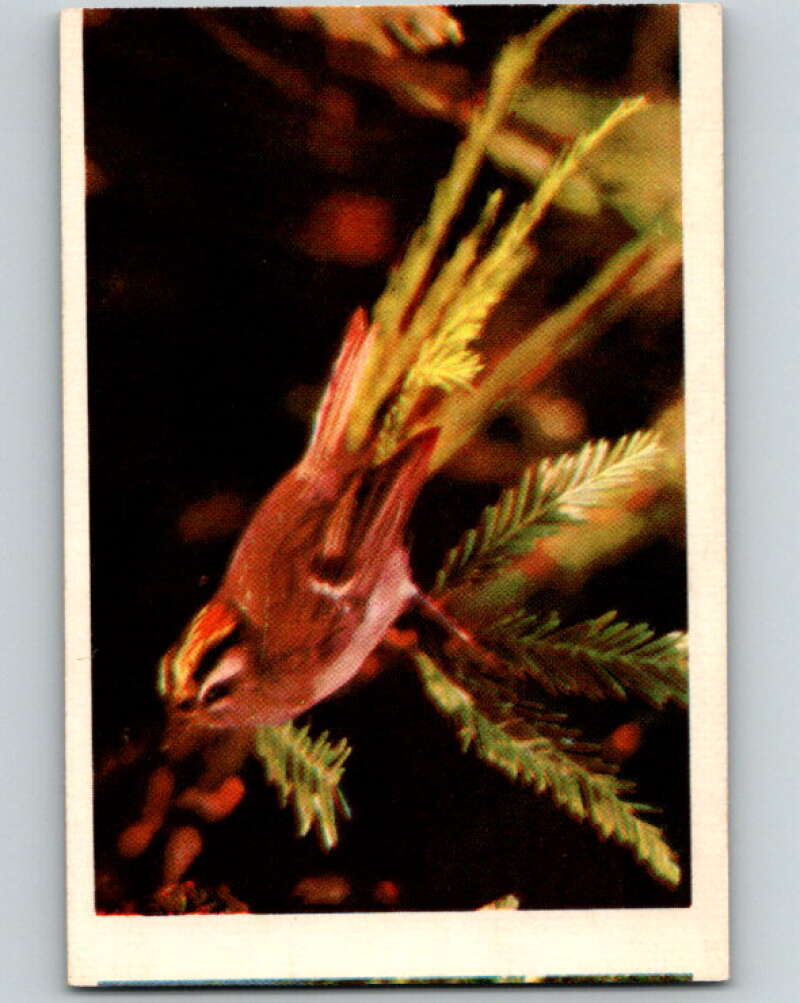 1950 Colorgraphic Birds #11 Golden-Crowned Kinglet V78540 Image 1