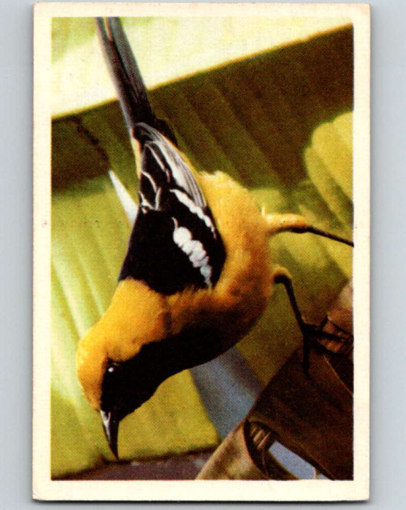 1950 Colorgraphic Birds #12 Hooded Oriole V78541 Image 1