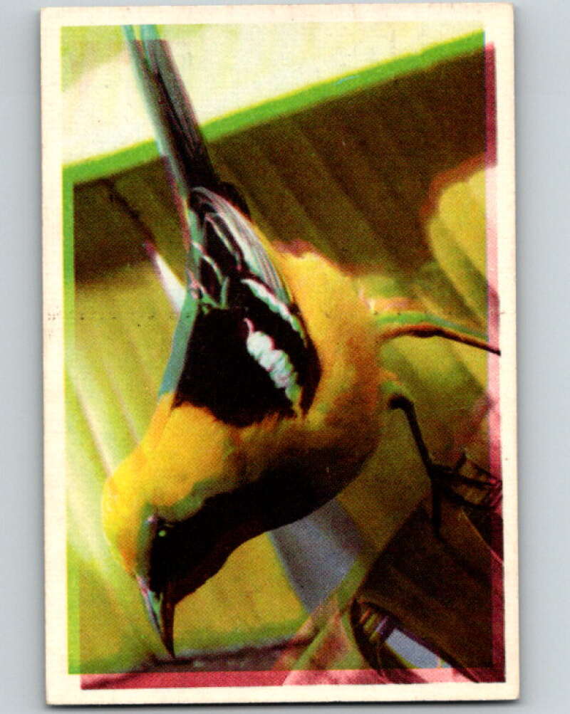 1950 Colorgraphic Birds #12 Hooded Oriole V78542 Image 1
