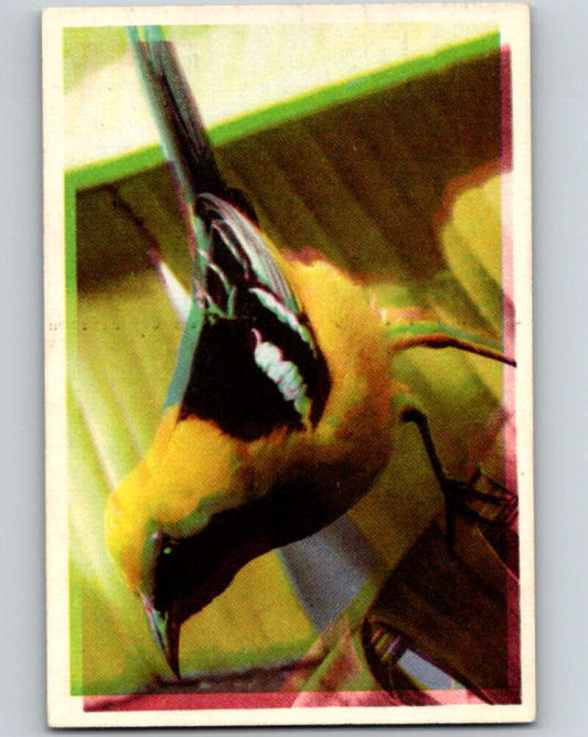 1950 Colorgraphic Birds #12 Hooded Oriole  V78542 Image 1