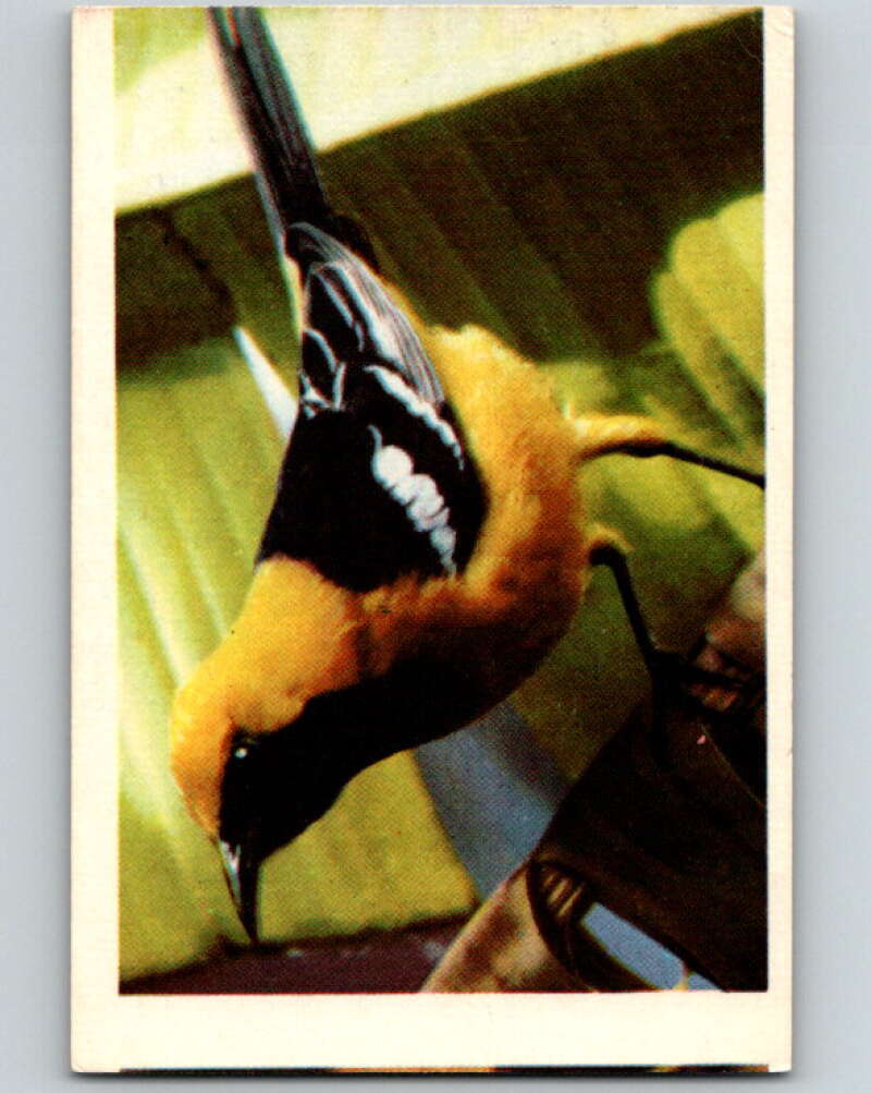 1950 Colorgraphic Birds #12 Hooded Oriole V78543 Image 1