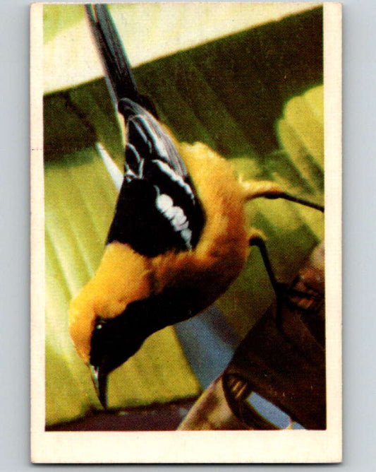 1950 Colorgraphic Birds #12 Hooded Oriole  V78544 Image 1