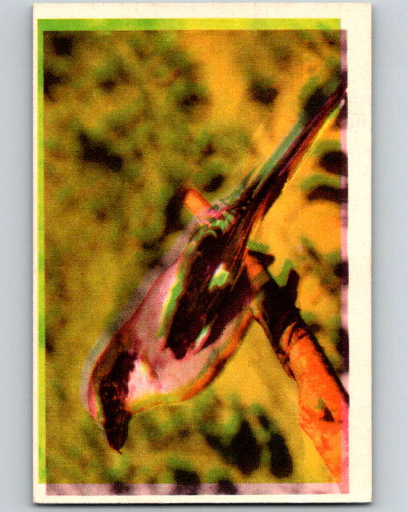 1950 Colorgraphic Birds #13 Shrike V78545 Image 1