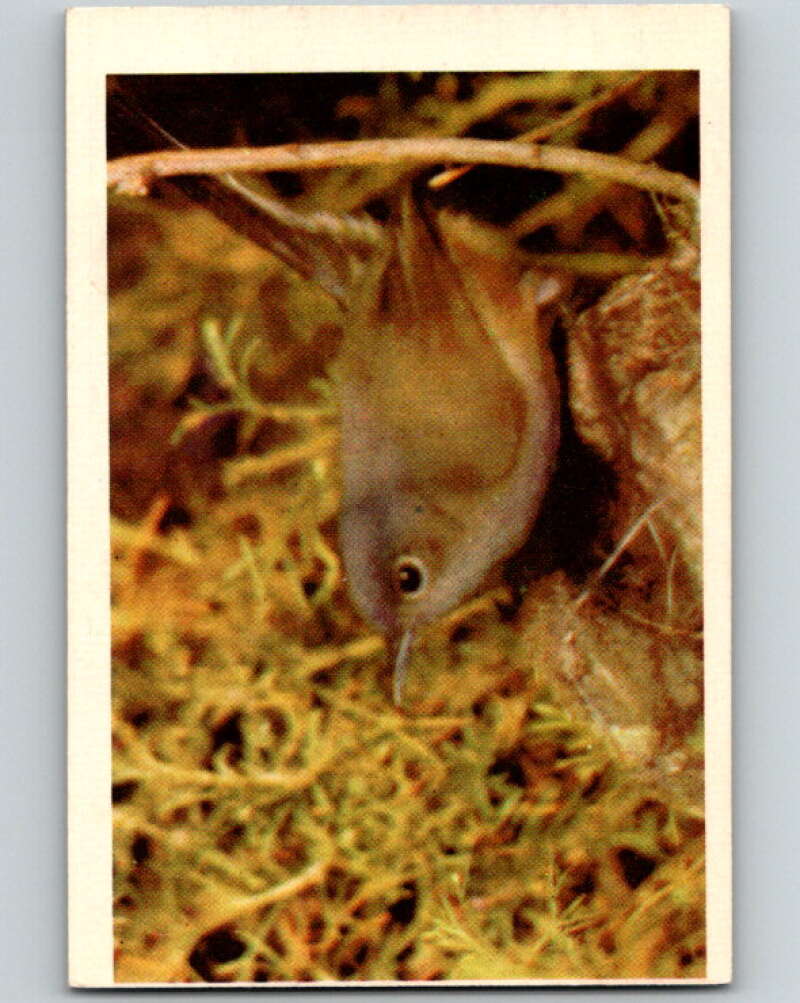 1950 Colorgraphic Birds #14 Black-Tailed Gnatcatcher V78546 Image 1