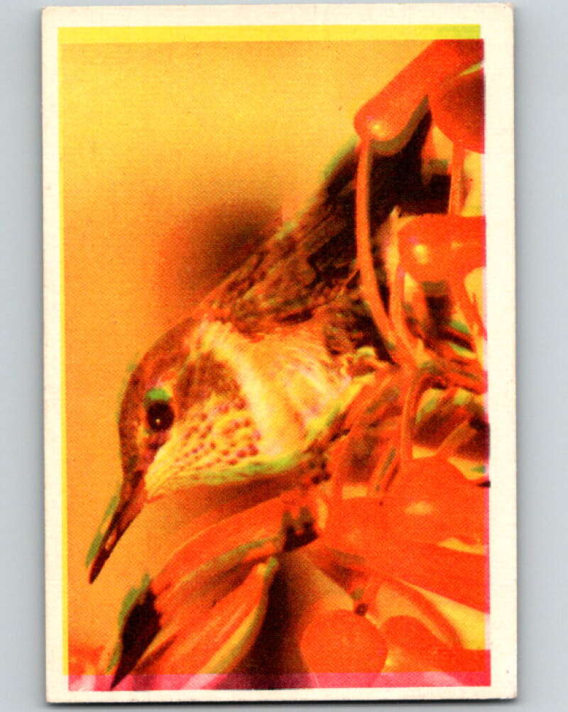 1950 Colorgraphic Birds #15 Allens Hummingbird V78547 Image 1