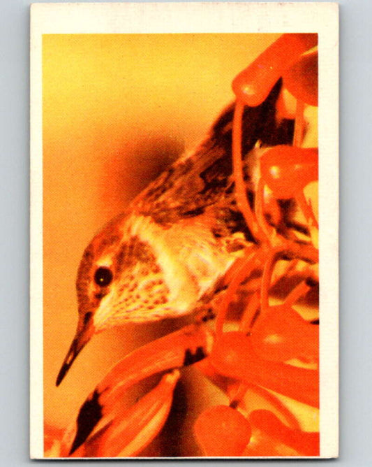1950 Colorgraphic Birds #15 Allens Hummingbird  V78548 Image 1