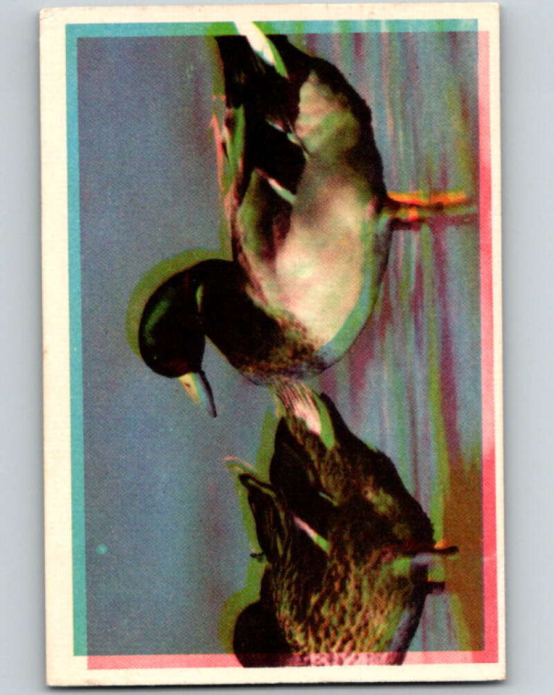 1950 Colorgraphic Birds #17 Greenheaded Duck V78550 Image 1
