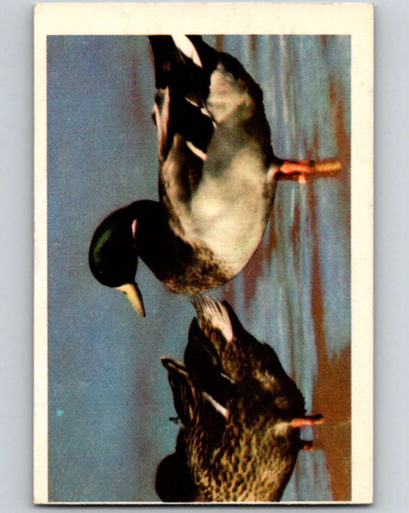 1950 Colorgraphic Birds #17 Greenheaded Duck V78551 Image 1