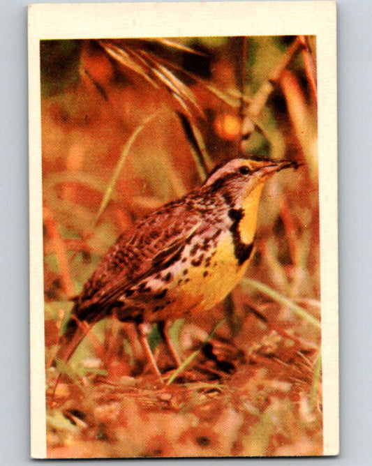 1950 Colorgraphic Birds #18 Meadowlark  V78552 Image 1